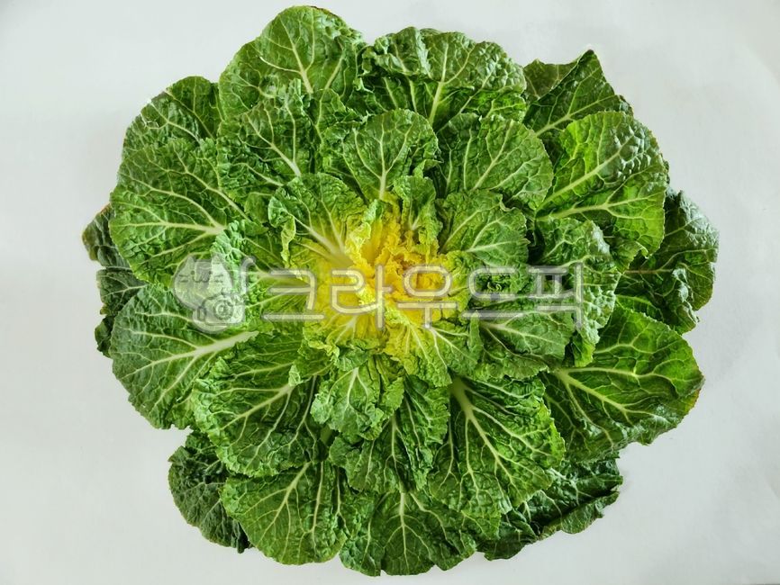 봄동, 배추, 채소, vegetable, 쌈배추, 사진,이미지,일러스트,캘리그라피 - 전나은작가