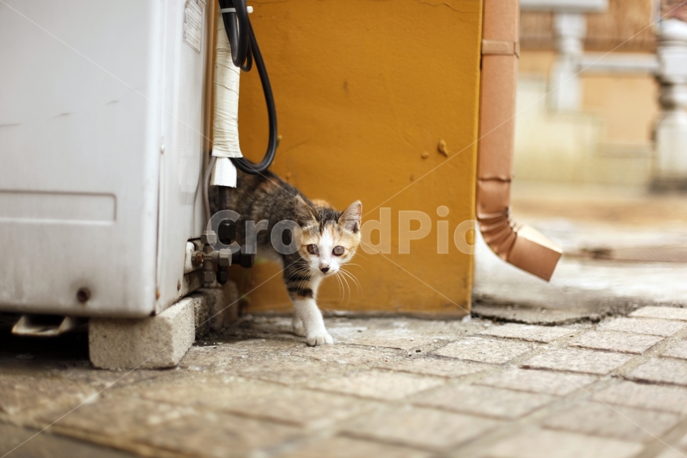 고양이,길고양이,새끼고양이,아기고양이,귀여움,눈맞춤,눈동자,초롱초롱,동물,animal,포유류,mammal,고양이,cat,kitten,kitty,감성,sensible,feeling
