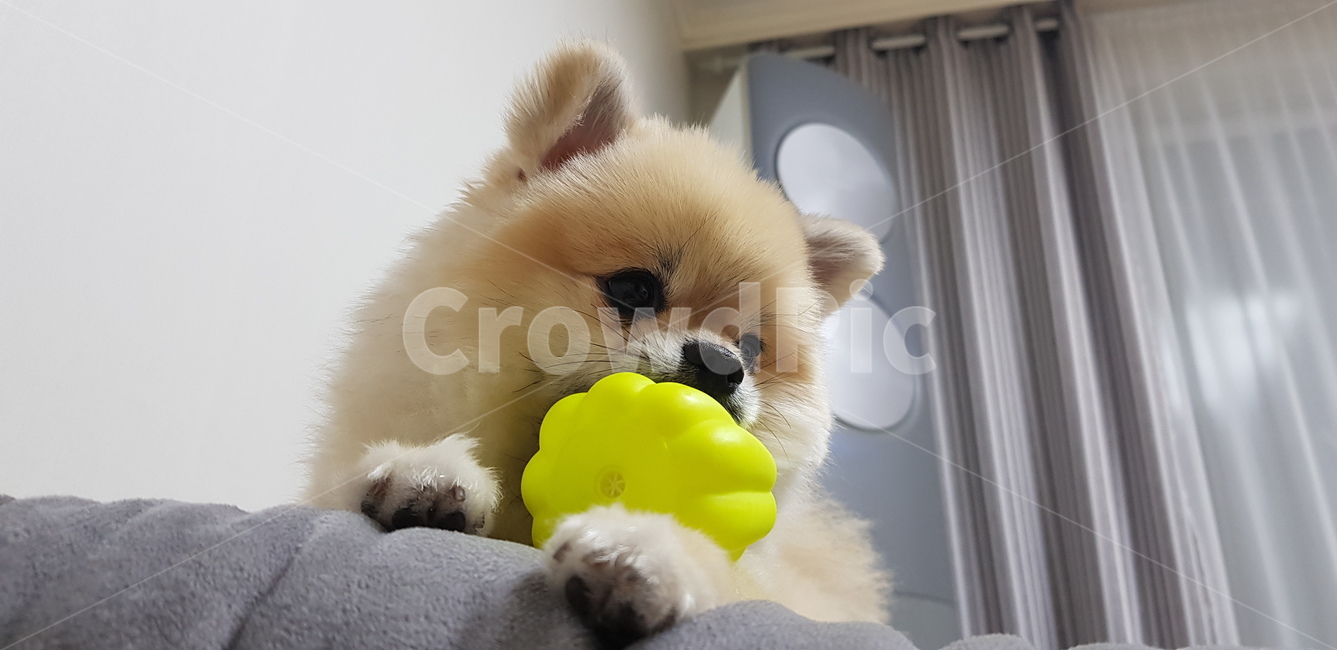 포메라니안,애완동물,강아지,개,반려동물,동물,장난감,놀이