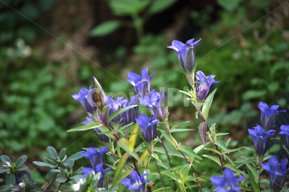 용담,꽃,야생화,식물,chinesegentian,식물,자연,plants,nature,꽃,flower