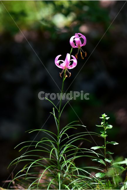 솔나리,야생화,식물,자연,꽃,생태,힐링,플라워,wildflower,flower,plants,nature,season,감성,느낌,emotion,feeling,백합목,백합과,여름,백합속,분홍색,여러해살이풀,식물,자연,plants,nature,꽃,flower