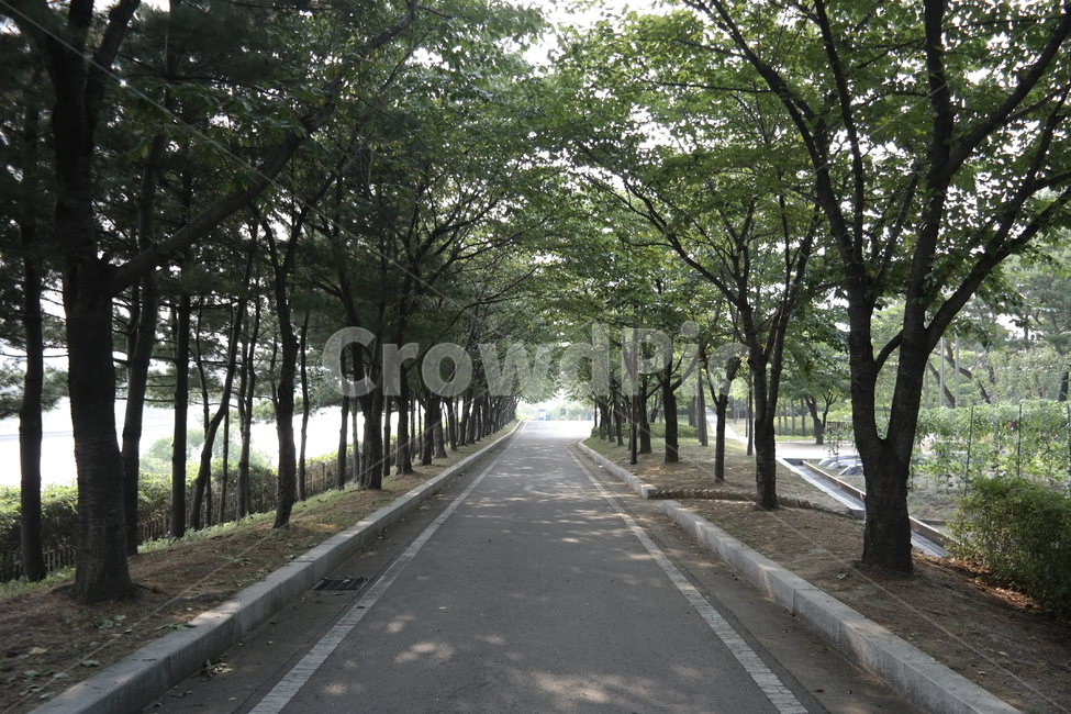 나무,도로,식물,소실점,tree,road,vanishingpoint