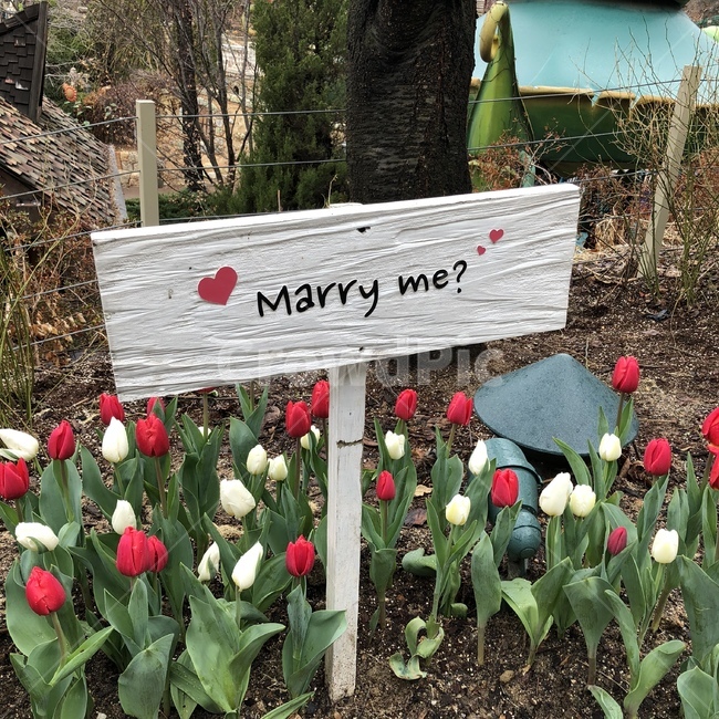 튤립,메리미,marryme,결혼,프로포즈,하트,사랑