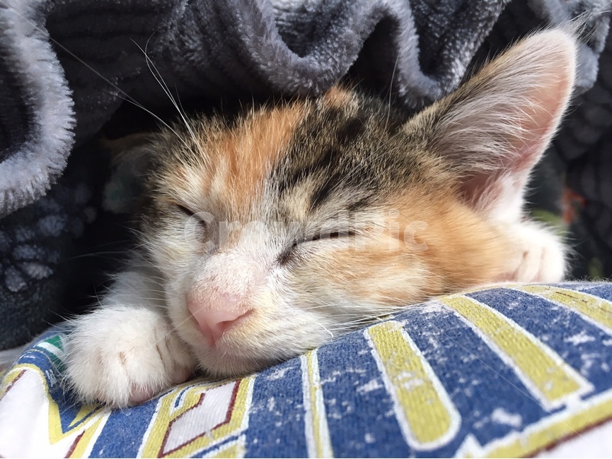 고양이,cat,삼색고양이,길고양이,귀여운,동물,animal,포유류,mammal,고양이,cat,kitten,kitty