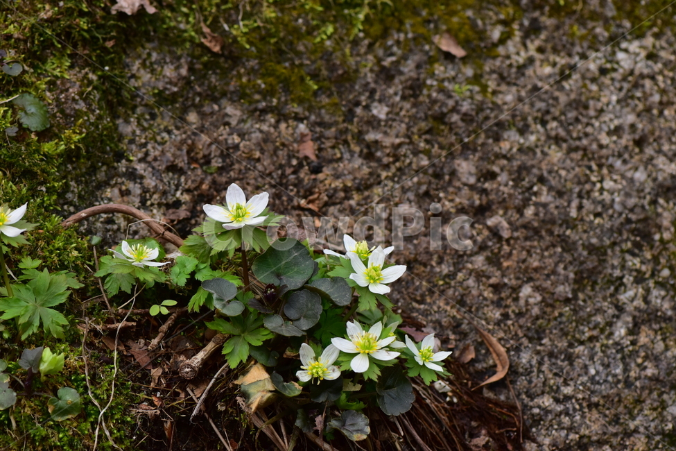 모데미풀,야생화,봄,꽃,풀꽃,자연,식물,식생,plants,nature,spring,season,flower