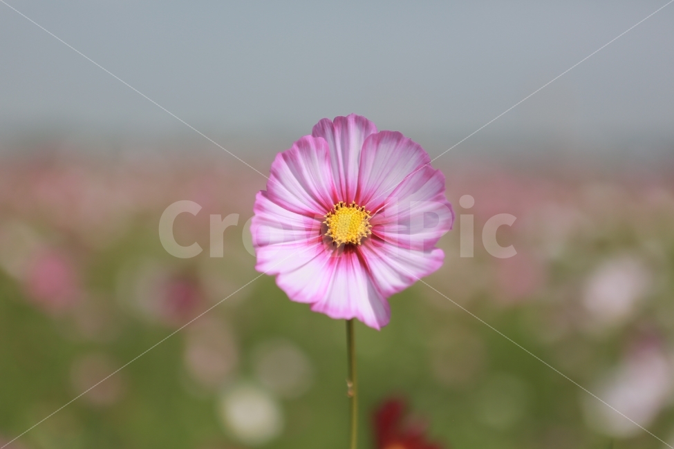 꽃,가을,코스모스,자연,감성사진,자연풍경,가을꽃,cosmos,가을,계절,fall,autumn,season,식물,자연,plants,nature,꽃,flower,plant,daisy,데이지,daisies,blossom