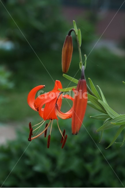 털중나리,백합과,여러해살이풀,야생화,야백합,식물,자연,plants,nature,꽃,flower