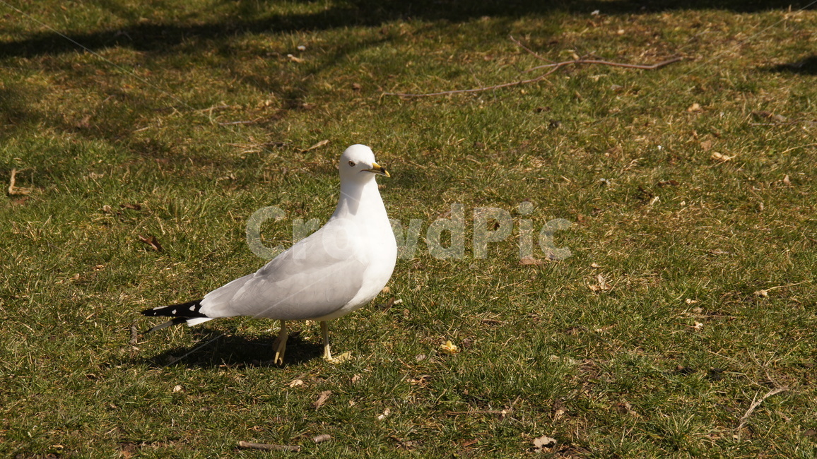 자연,공원,새,비둘기,잔디,동물,동물,animal,조류,새,birds