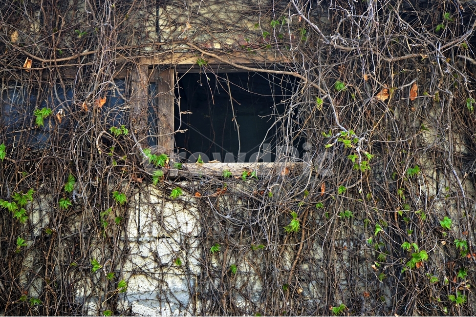 벽,담,창문,식물,덩굴,연두색,봄,nature,spring,litegreen,window,wall,감성,감성사진,새잎,식물,자연,plants,nature,빈티지사진,빈티지느낌,빈티지감성,vintage
