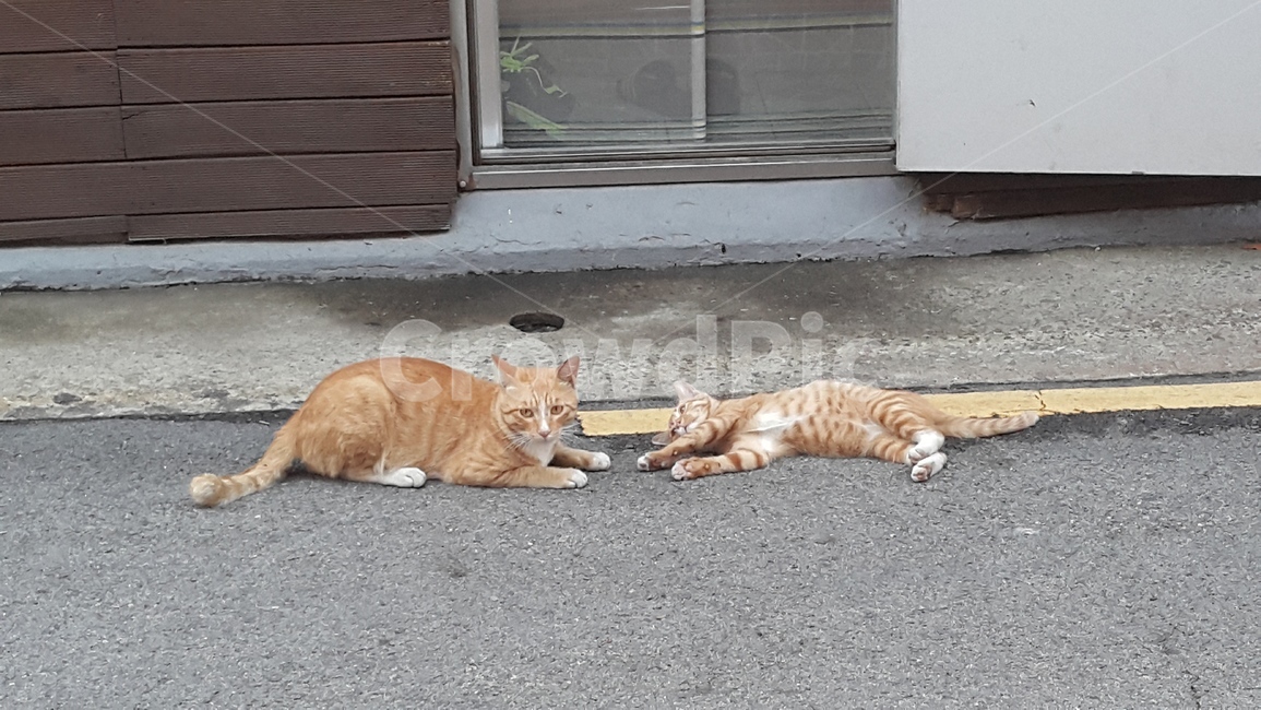 고양이,cats,starycat,아기고양이,cat,animal,동물,animal,포유류,mammal,고양이,cat,kitten,kitty