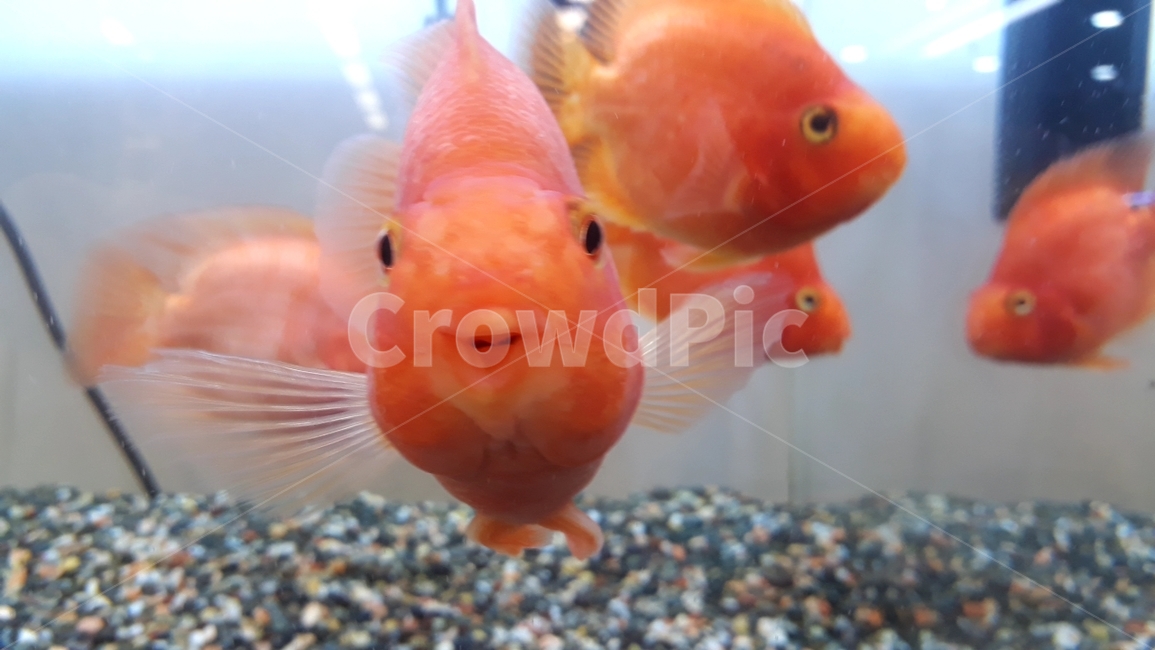 열대어,관상어,생선,수족관,수조,어류,아쿠아리움,어류,물고기,fish