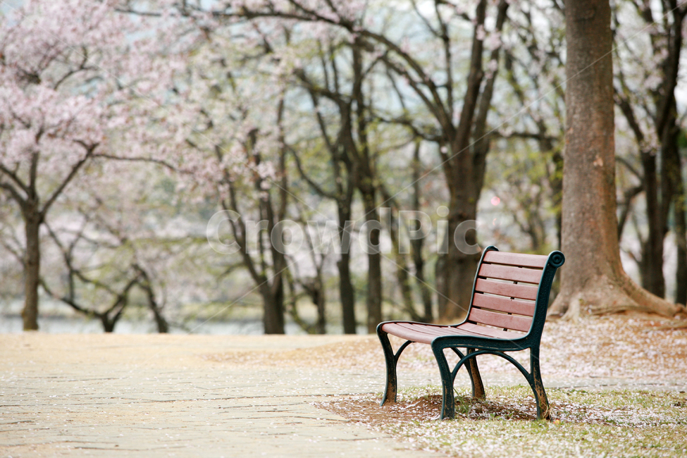 봄,spring,꽃,flower,나무,tree,의자,chair,벤치,bench,공원,park,여백,자연,nature,풍경,landscape,편안함,힐링,furniture,가구,봄,계절,spring,season