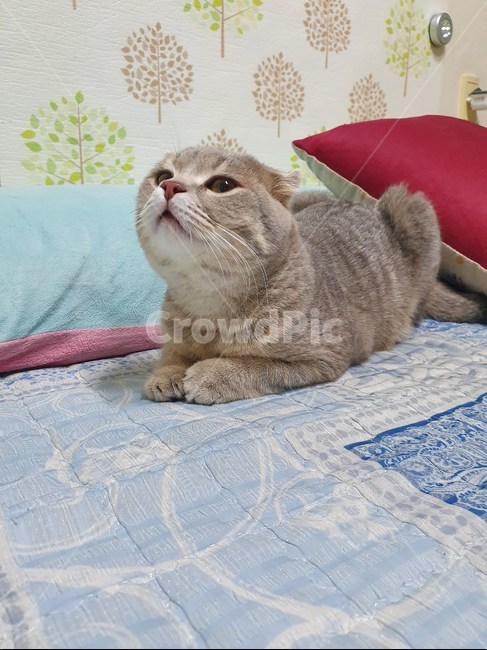 고양이,포즈,악동,엉덩이,하트