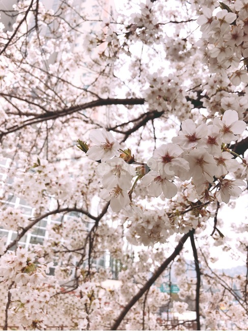 봄,꽃,봄나들이,벚꽃,벚꽃구경,spring,flower