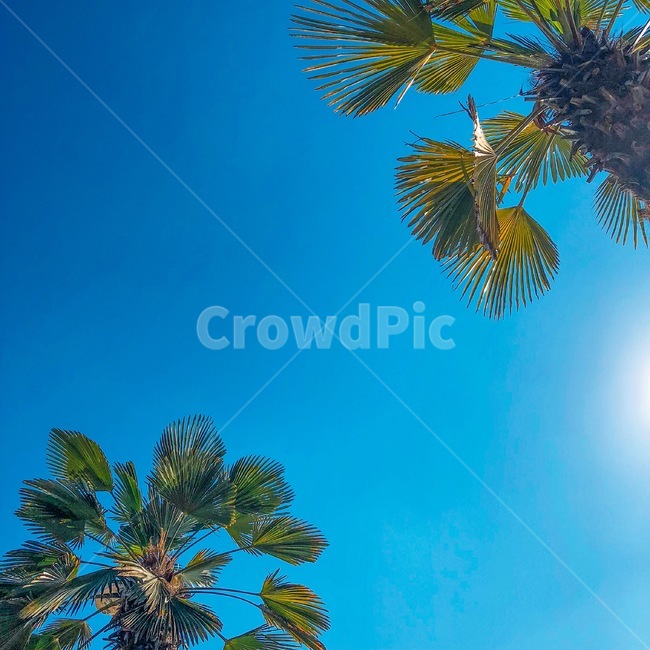 하늘,구름,야자수,나무,여름,자연,풍경,nature,landscape,summer,tree,palm tree,plant,식물,flare,플레어,light,빛