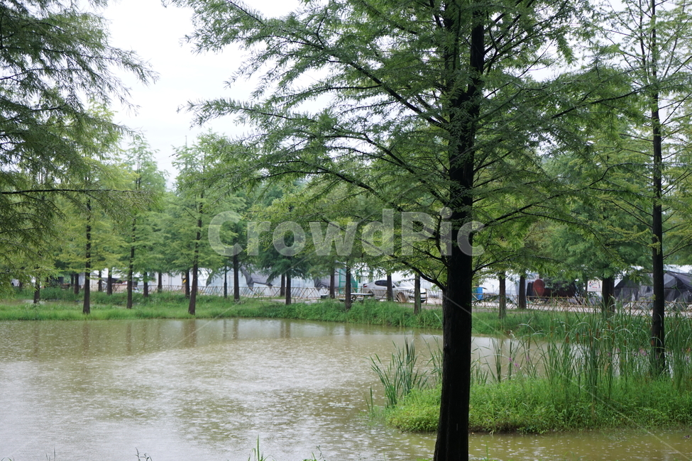 호수,나무,물,lake,비,자연,풍경,nature,landscape,비,비오는날,rain,rainy,outdoors,옥외,land,땅,water