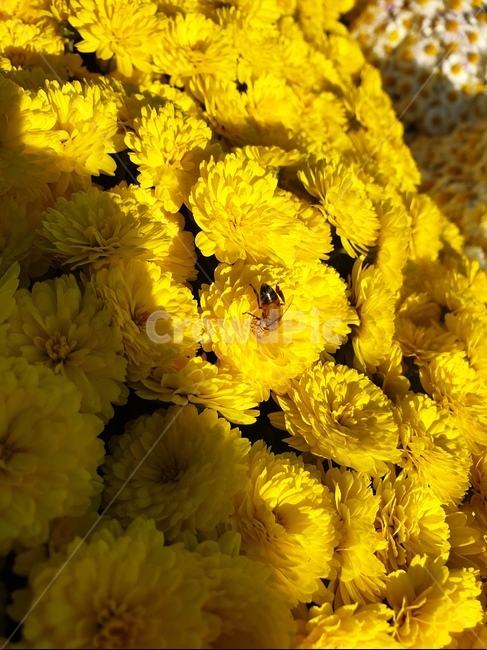 honeybee,꿀벌,곤충,붉은색,plant,식물,노란색,노랑색,yellow,식물,자연,plants,nature,꽃,flower,곤충,벌레,insect,bug