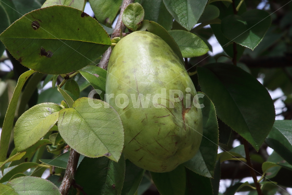 모과,열매,나무,식물,chinesequince,식물,자연,plants,nature,과일,열매,fruit
