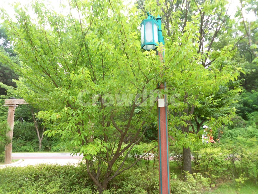 여름공원,공원풍경,공원,나무,숲,자연,풍경,nature,landscape,lamp post,램프 포스트