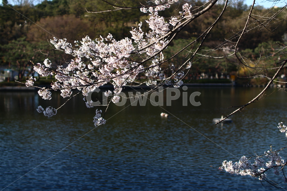 봄,벚꽃,벚나무,호수,벚꽃나무,봄,계절,spring,season,식물,자연,plants,nature,꽃,flower,plant,blossom