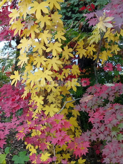 단풍,단풍잎,단풍나무,가을,leaf,잎,plant,식물,tree,나무,계절,fallautumnseason,outdoors,옥외,자연풍경,naturelandscape,낙엽,가을,계절,fall,autumn,season,식물,자연,plants,nature,maple