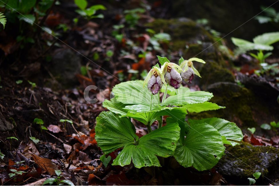광릉요강꽃,멸종위기,난초과,복주머니란속,야생화,1급,희귀,봄,꽃,plant,wild,flower,자연,생태,식생,풀꽃,식물,식물,자연,plants,nature,꽃,flower