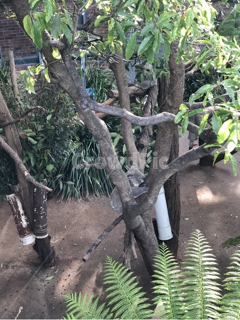 식물,plant,코알라,동물원,자연
