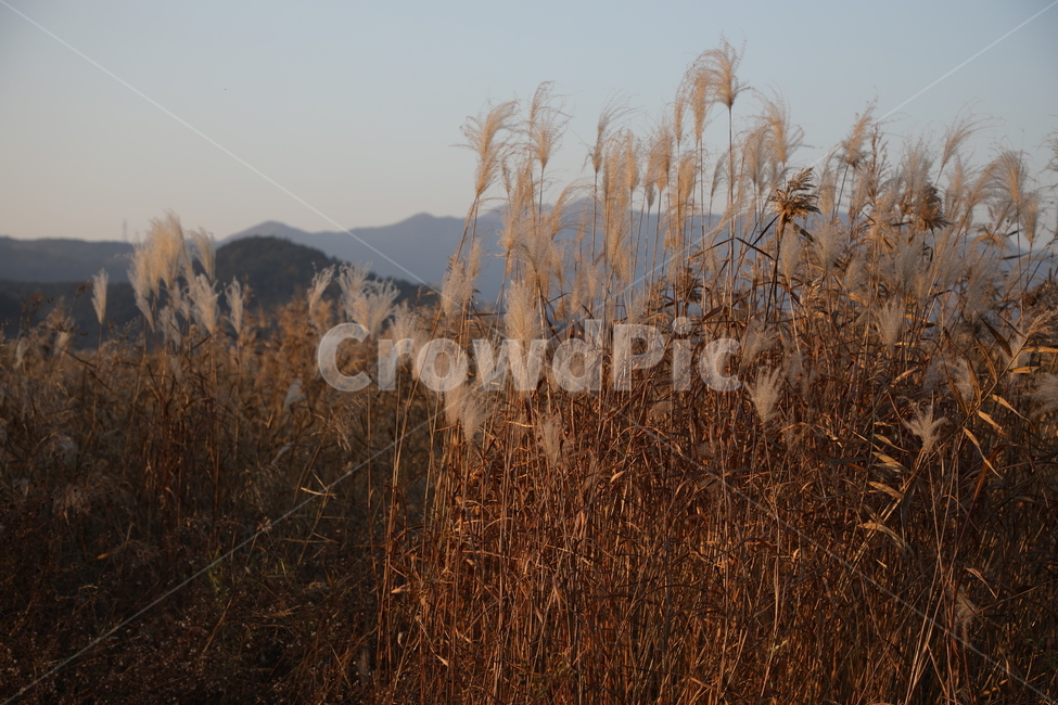 시골,가을하늘,가을,자연,노을,가을,계절,fall,autumn,season,자연,풍경,nature,landscape,식물,plants,grass,잔디,plant,lawn,reed,갈대
