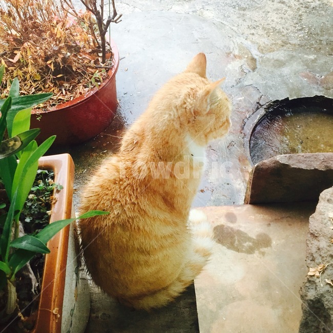 고양이,반려묘,애완동물,뒷모습,비,cat,animal,raining,고양이뒷모습,동물,animal,포유류,mammal,고양이,cat,kitten,kitty
