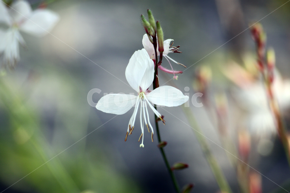 하얀색꽃,하얀꽃,여름꽃,plant,식물,flower,꽃,blossom,클로즈업,식물,자연,plants,nature,꽃,flower