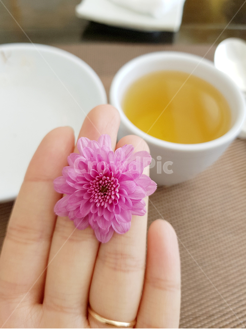 꽃,국화,핑크꽃,flower,꽃이미지