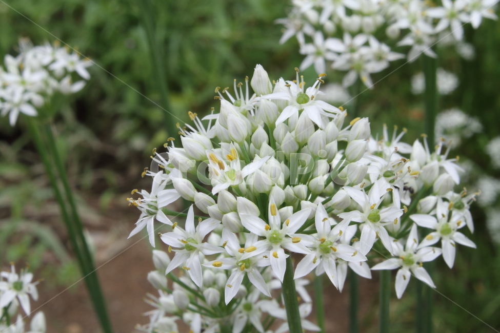 부추,정구지,부추꽃,식물,garlicchive,식물,자연,plants,nature,꽃,flower