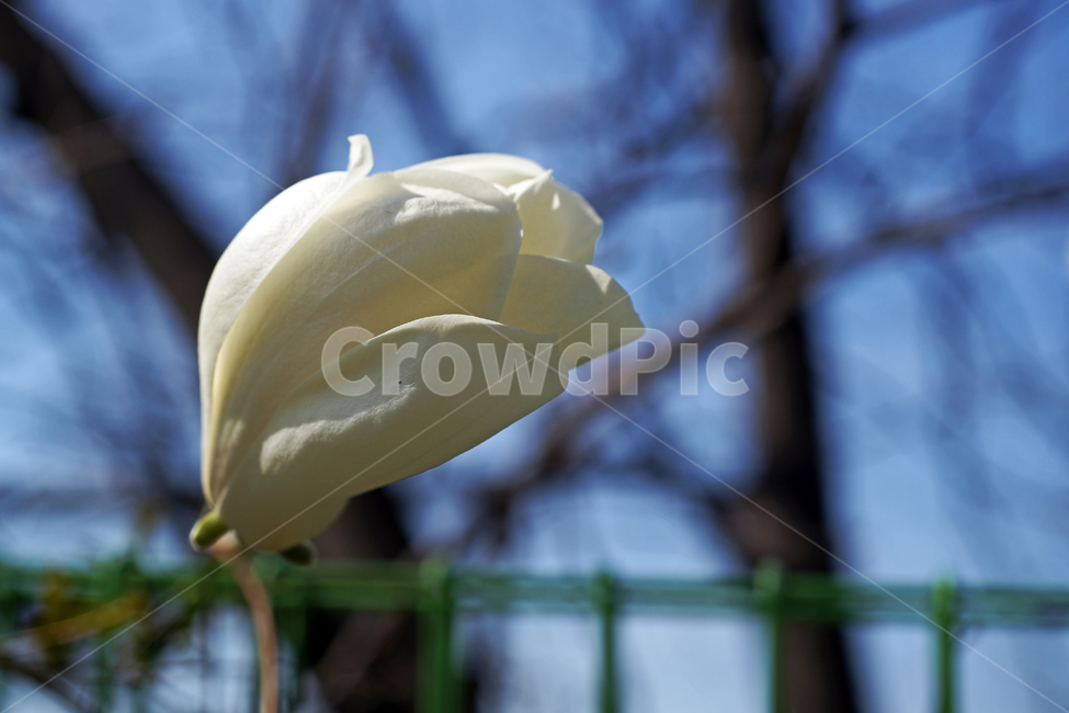 목련,봄,하얀색,하얀목련,목련나무,kobusmagnolia