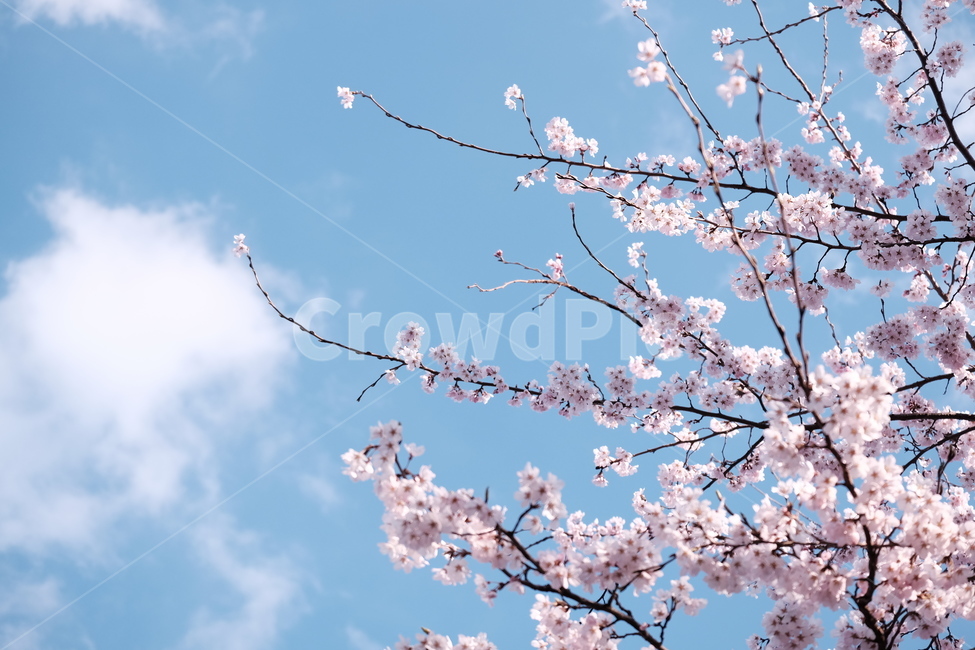 벚꽃,봄꽃,cherryblossom,분홍색꽃,하늘,꽃과하늘,봄하늘,봄,계절,spring,season,식물,자연,plants,nature,꽃,flower,plant