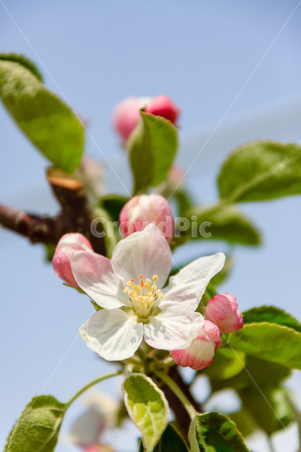 사과꽃,하늘,꽃,과일꽃,정원,식물,자연,plants,nature,꽃,flower