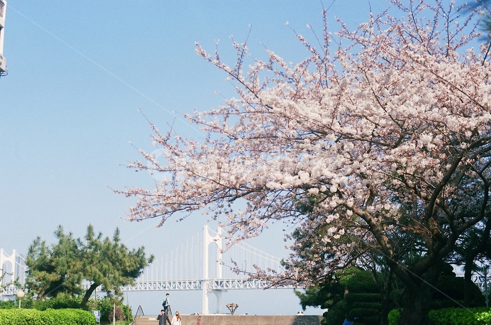 벚꽃,광안대교,봄,나무,분홍꽃,하늘