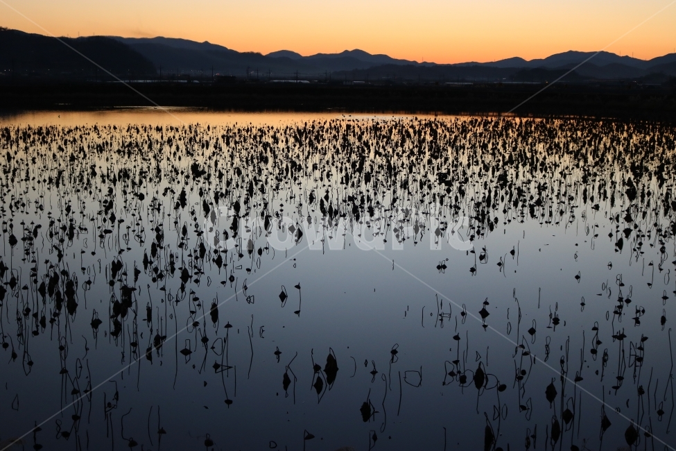 청도,혼신지,해질녘,노을,연꽃,자연,풍경,nature,landscape,land,땅,outdoors,옥외,water,물,marsh,습지,swamp,늪,bog,변소