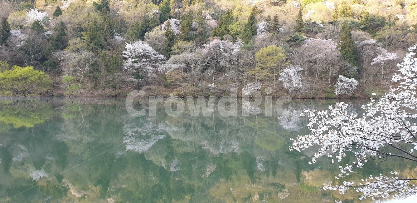 세량지,벗꽃,봄풍경,호수,자연,자연,풍경,nature,landscape,water,물,outdoors,옥외,plant,식물