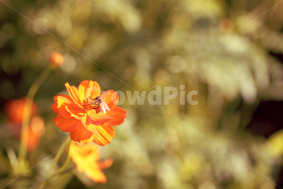 꽃,벌,flower,자연,nature,bee,green,식물,자연,plants,nature,꽃,flower,동물,animal,곤충,벌레,insect,bug