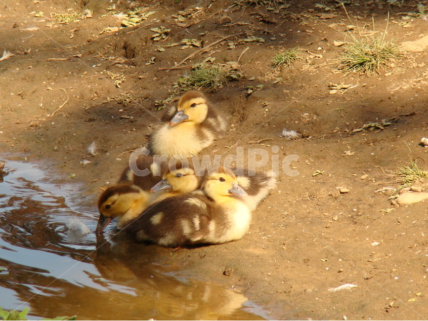 오리,동물,귀여운,생물,생태사진,자연,동물,animal,조류,새,birds,휴식,힐링,rest,relaxation,healing