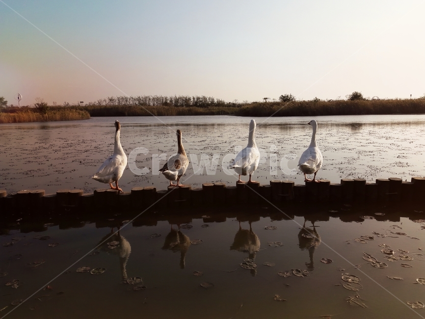 거위,goose,새,bird,waterside,river,조류,동물,animal,강가,연못,수변공원,일몰,sunset,노을,동물,animal,조류,새,birds