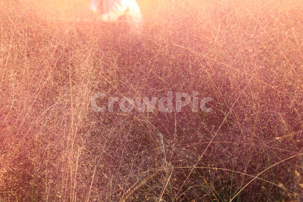 핑크뮬리,식물,벼과,분홍쥐꼬리새,분홍억새,뮬리,자연,풍경,식물,자연,plants,nature