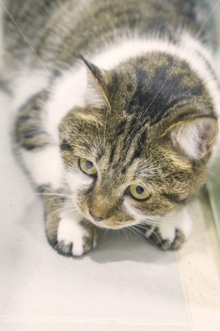 고양이,애완,클로즈업,고양이눈,냥이,표현,마음,동물,animal,포유류,mammal,고양이,cat,kitten,kitty