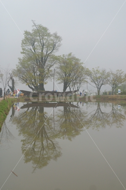 나무,반영,두물머리,안개,물,자연,풍경,nature,landscape