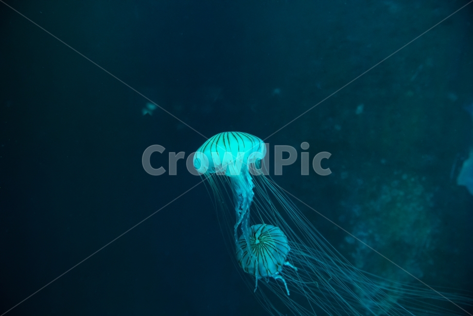 jellyfich,해양생물,해퍼리,바다속,너의이름은