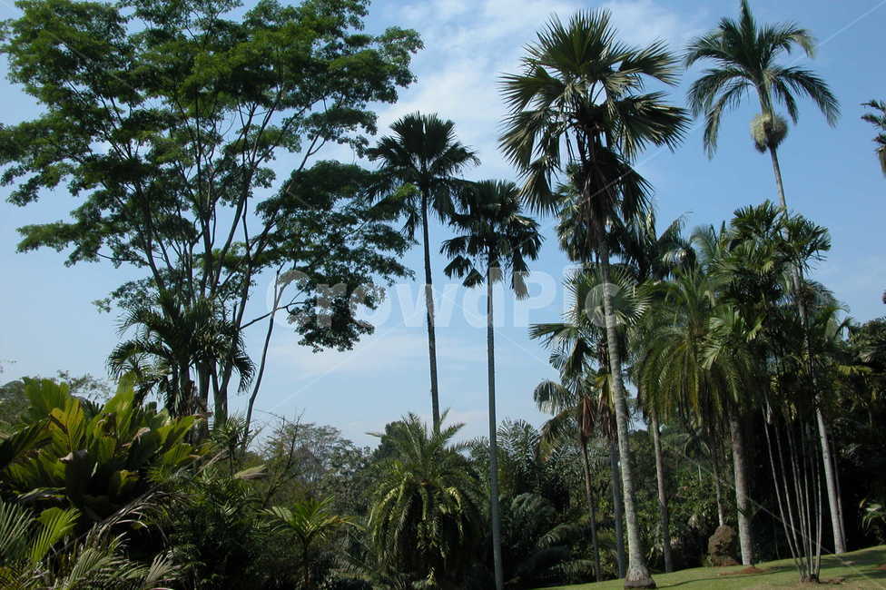 인도네시아,보고르,야자수,열대,indonesia,bogor,palmtrees,tropical