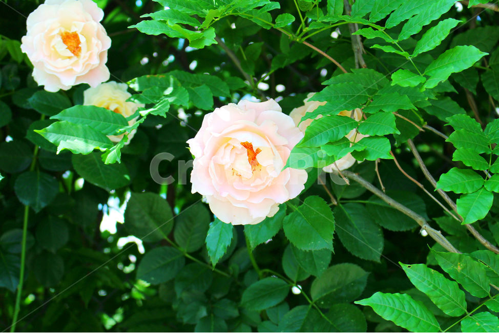 꽃,장미,하얀장미,감성사진,여름,5월,흰색,flower,rose,풍경,풍경사진,자연,식물,자연,plants,nature,꽃,flower