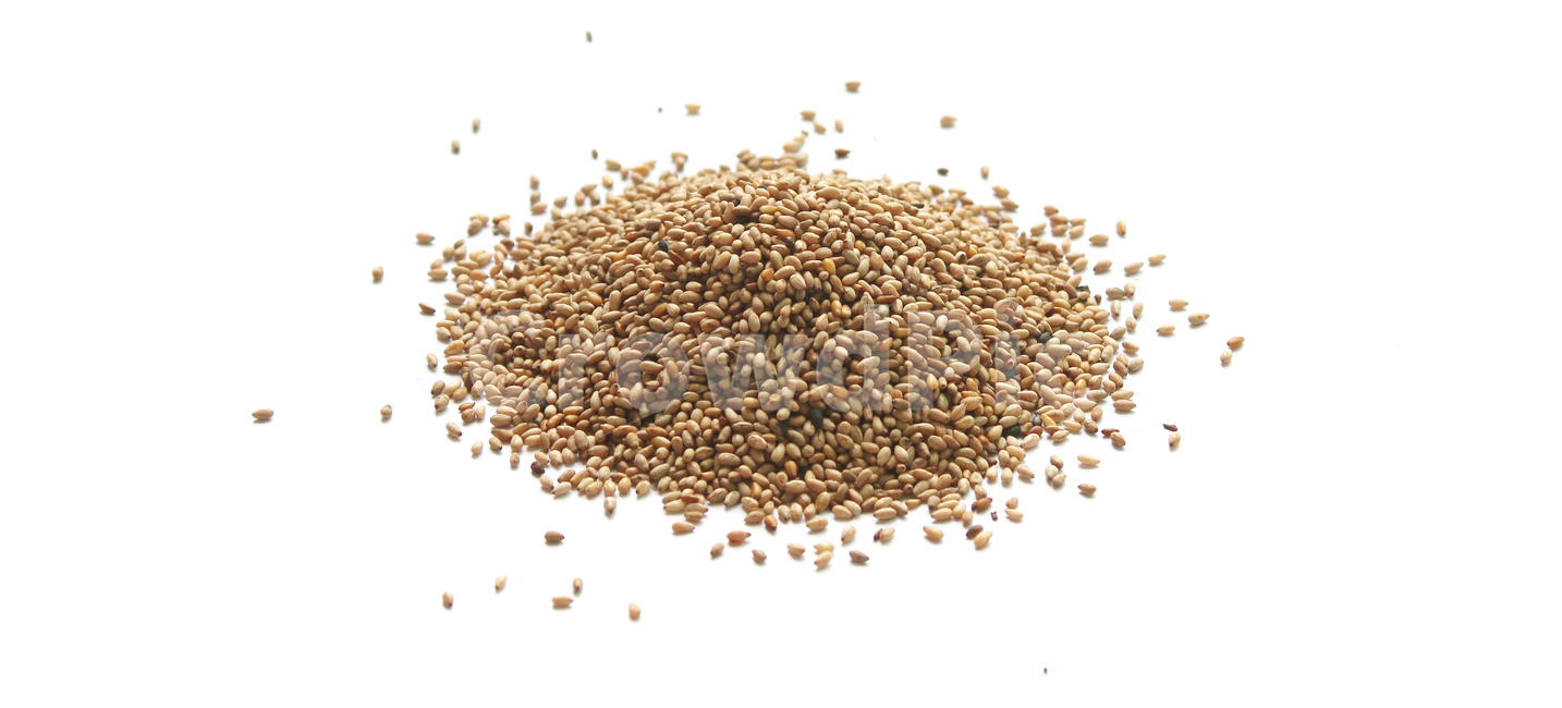 brown,closeup,dry,dummy,food,gold,grain,macro,meal,natural,nature,organic,plant,seed,seeds,sesame,sesameseed,sesameseeds,top,topangle,topview,yellow,깨,참깨,곡식,곡류,음식,음식재료,식재료,식물,씨앗,씨,갈색,브라운,말린,말리는,건조,자연,클로즈업,탑앵글,탑뷰,깨소금,농작물,농촌,농사,흰배경,더미,덩어리,많은,모아놓은,모으다,화이트,흰색,음식,식재료,요리,food,cook,meal,dishes,food reserves,곡류,곡식,cereals