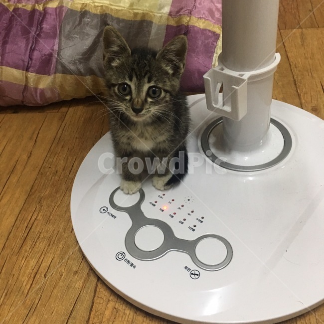 고양이,반려동물,애완묘,새끼고양이,야옹
