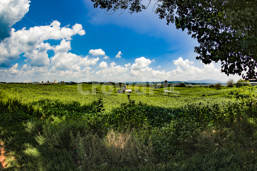 목장,집,자연,여름,하늘,구름,건물,풀,녹색,식물,nature,bluesky,tree,밭,농장